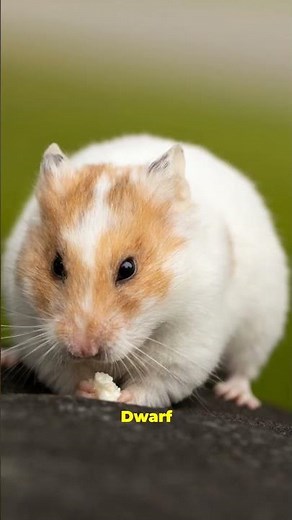 Syrian or Dwarf? Pick Your Perfect Hamster Fast!