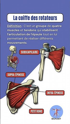 La coiffe des rotateurs #anatomie #science #tuto #anatomy #medicalstudent