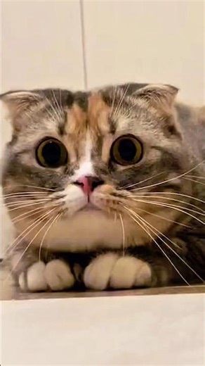 Why Do Cats’ Eyes Get Big?