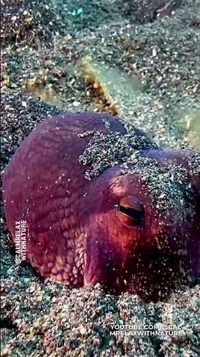 Coconut Octopus Disappears in Sand 🌊🐙