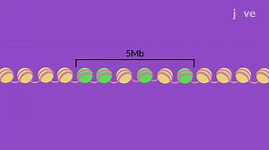 Video: Histone Variants at the Centromere