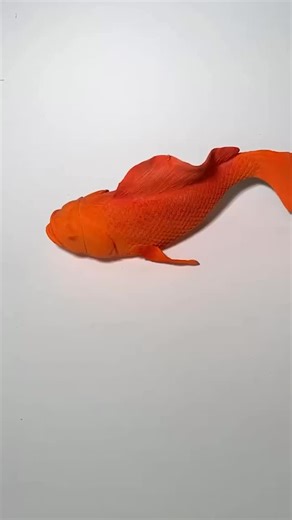 Take a behind-the-scenes look at how art travels. This time-lapse shows one of 113 ceramic fish from Sandy Skoglund’s "Revenge of the Goldfish" being custom-packed by SCMA preparators using 452 foam components before shipping to the McNay Art Museum for "Sandy Skoglund: Enchanting Nature", on view through February 1, 2026. Watch it on YouTube: https://youtu.be/-Y9Q-y1_tPA #SmithCollege #SmithCollegeMuseumofArt #SCMA #SCMAFreeToAll #ArtMuseum | Smith College Museum of Art
