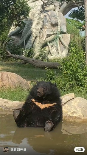 遊べや遊べ、猛きクマちゃんとても。遊びをせんとや生まれけむ。なのだ！よんこいち武漢クマちゃんズ！2026/5/5#月曜日のクマ#武汉野生动物王国#ウスリーヒグマ 兄の #武安安(嘉豪)、 妹の #武元元(子涵)2026年1月1日生#ツキノワグマ 兄の #武康康 、妹の #武糯糯2026年生まれ組