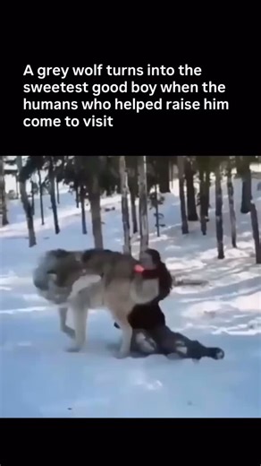 Why you should have an animal | Wolves can be incredibly affectionate, playful, and even snuggly with people they trust. As highly social animals, they form strong bonds... | Instagram