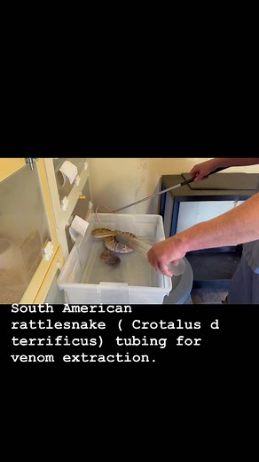 Kentucky Reptile Zoo on Reels