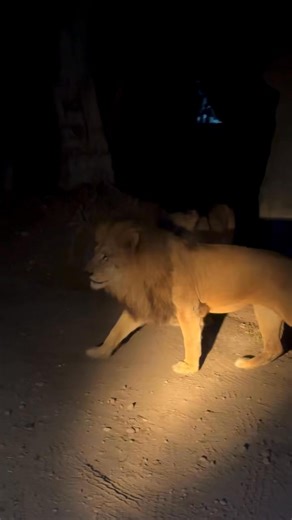 Porque enero no fue suficiente… 🌙✨¡Abrimos nuevas fechas para Moon Safari en febrero! Vive una noche especial bajo la luna y descubre la vida nocturna mientras creas recuerdos inolvidables junto a quienes más quieres.✨ Reserva ahora 👉🏼 https://bit.ly/4rvmI3Z y no dejes pasar la oportunidad. | Africam Safari