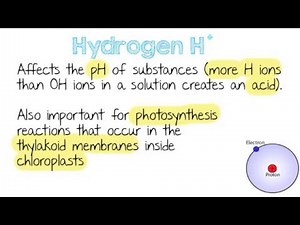 Inorganic Ions - Quick A Level Biology Revision