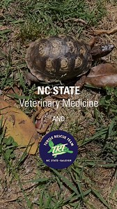 7.6K views · 171 reactions | IT’S WORLD TURTLE DAY!  Today, we...