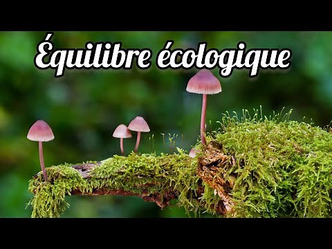 L’équilibre écologique : Comprendre et protéger notre planète 🌍 Protéger la nature ! 🌿