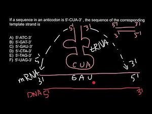 Codon and Anticodon (practice problem)