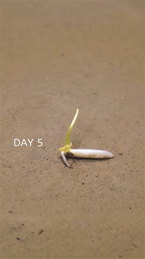 Amazing Tube on Instagram: "Growing Rice timelapse #timelapse #plants #amazingtube"