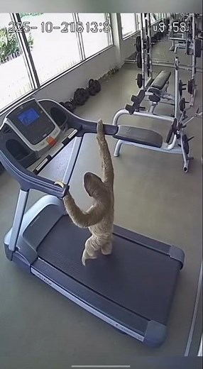 The slowest workout ever! 😂 Sloth on a Treadmill