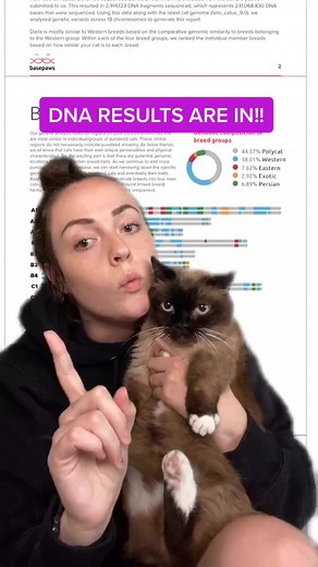 Darla's DNA Results Revealed | Basepaws Munchkin Cat