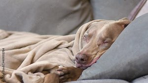 Weimaraner dog relaxes on the couch with his head on a pillow and wrapped up in a fleece blanket. Happy large breed dog enjoying a relaxing afternoon nap. Dog opens his eyes, then goes to sleep.