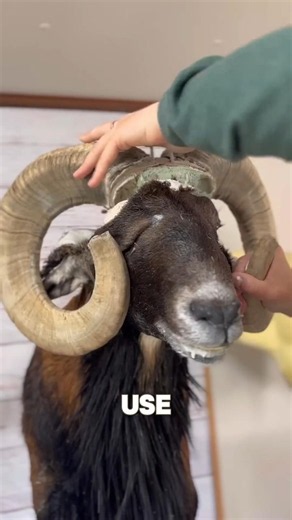The Fascinating Process Behind Animal Taxidermy