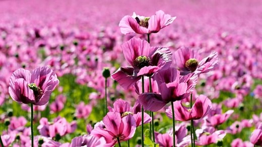 Poppy, Flower, Violet. Free Stock Video