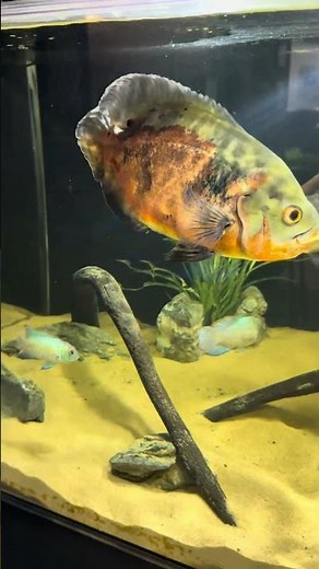 Cleaning the Big Fish Tank