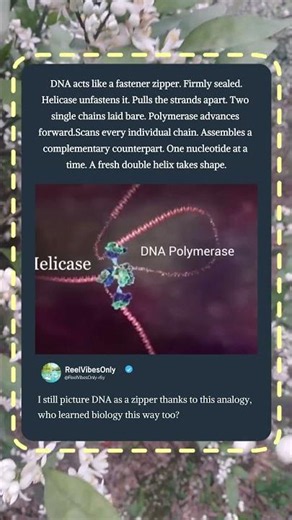 DNA Replication Explained Simply With A Zipper Analogy! 🧬 #BiologyFacts #scienceeducation