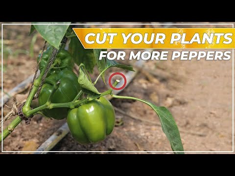 How to Prune Pepper Plants AWESOME RESULTS!