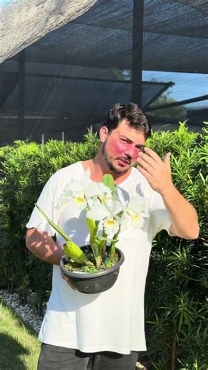 Labiata Alba with many blooms! Plant available on WhatsApp 28-99946-7043