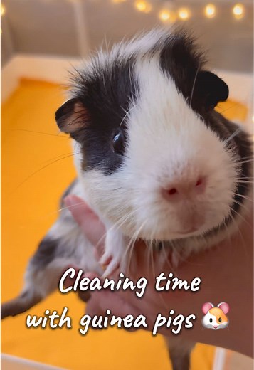 Guinea Pig Cleaning Routine for Autumn Vibes
