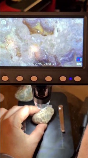 And yes, it's not a paid advertising 😎🫵 #treasuresearch #microscope #fossils #fossilhunting #latvia