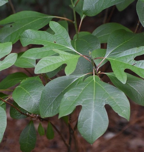 Sassafras Tree, 1-2ft Tall, Native, Sassafras Albidum, Cinnamon Wood, Bundle Discounts! - Etsy