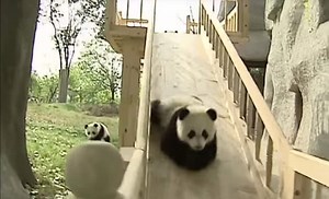 Watch pandas have fun sliding down a slide