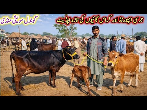 Today Gondal Mandi latest update 23March 2026!Low and Middle Prices MilkingCows!jersey cow for sale