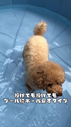 Playful Poodle in a Blue Pool