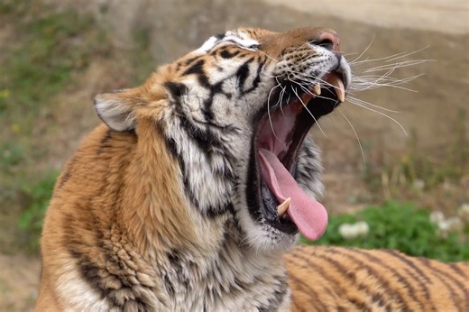 One Dentist’s Wild Life as a Zoo Volunteer