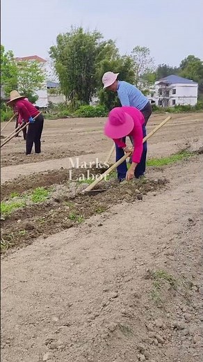 The process of using hoes for weeding and loosening soil in traditional agriculture