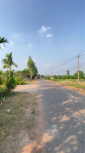 Lúa thóc gì chưa ae 🌾🌾#70tayninh#maycaytayninh#belarus825#belarus825tubor🚜🚜#xuhuong