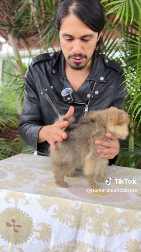 Pomeranian Cabrera on TikTok