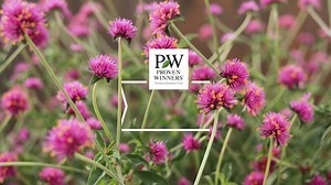 560K views · 2K reactions | Truffula Pink is a very unique plant; it...