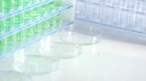 Close up view of scientist hand with tweezers puts green leaves in a petri dish. Laboratory of Plant Genetic Modifications.