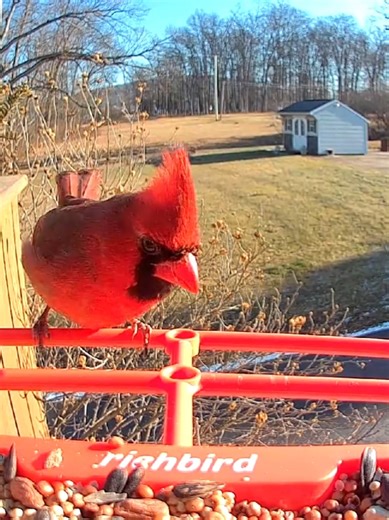 Such a beauty ❤️ #birdnerd #cardinals #birdfeeder #birdsofafeather #birding