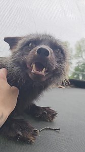 Dixie is in a BIG mood today. But I'm totally relating to that big mood today too. Don't forget to donate guys! We still have around 200 foxes to get from the fur farm. We have gotten 300 out but donations have gone down so we haven't been able to make as much progress! HOW TO DONATE 🦊🦊🦊🦊🦊🦊🦊🦊🦊🦊🦊 - if you can’t donate please like comment and share! Our website: saveafox.org GoFundMe: https://gofund.me/fe23a362 PayPal: mikaylapetlover@yahoo.com Venmo: Venmo.com/saveafox Mailed donations