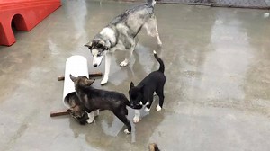 326K views · 4.8K reactions | The new Canine Rangers are starting to be introduced to their proud aunts and uncles! Learning to socialize with the adult dogs in the yard is an important part of their training. Be sure to check the Puppy Cam (go.nps.gov/pups) to see if you can catch a glimpse of these fun play times! ~KD | Denali National Park and Preserve | Facebook