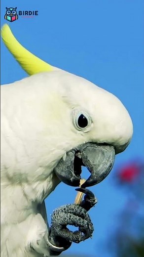 Cockatoo Birds Explained: Behavior, Lifespan & Personality