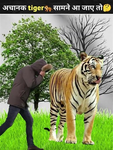 Why Tigers Attack Humans – The Terrifying Truth 🐅