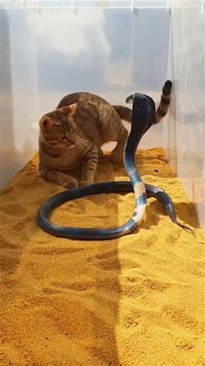Cat Vs snake #snake #cobra