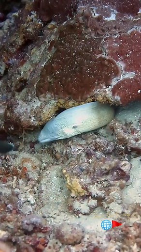 24K views · 926 reactions | Beautiful dive at the Canyon — vibrant coral reef, colorful fish, and a sneaky moray eel hiding in its cave! 視 Every dive here reveals something new and magical beneath the surface. Join us for unforgettable underwater adventures — and don’t forget to share this with your dive buddies! 錄 #canyon #Dahab #Diving #ScubaAdventure #redseadiving #CoralReef #MorayEel #UnderwaterLife #DiveWithUs #divetravel #ScubaDiving | Red Sea Diving | Facebook