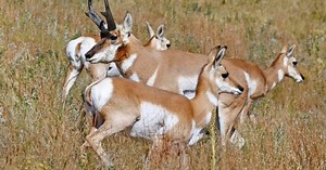 Chasing pronghorn: Watch CPW's aerial view of the fastest land-animal in Colorado