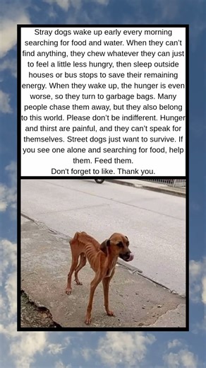 The Silent Struggle of Street Dogs