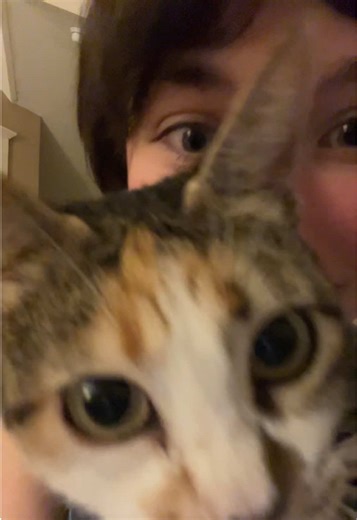 Cat Recovery: Helping My Cat Heal After Surgery