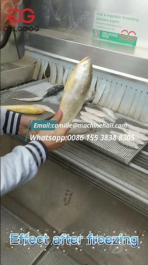 Industrial Seafood Freezing Machine IQF Freezer