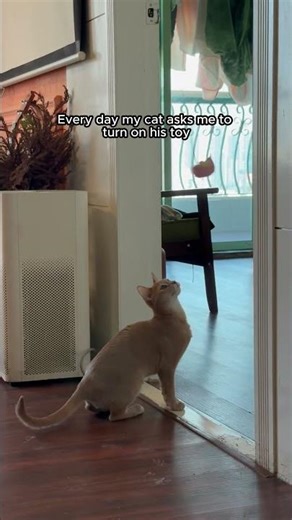 My cat can't get enough of this toy! 🤣 #catmomlife #cat #tiktokshopdeals #pettoys #cute #kitten