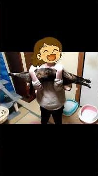 ちょっとだけ面白い猫動画 まとめ4選 “Four Slightly Funny Cat Videos – A Truly Mildly Amusing Collection” #保護猫 #地域猫