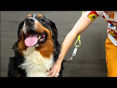 He'd Never Been Groomed Before...But Watch What Happens 😍